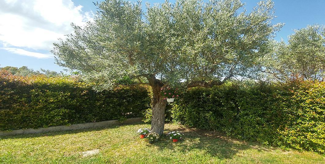 Villa Aurelio Squillace Exterior photo